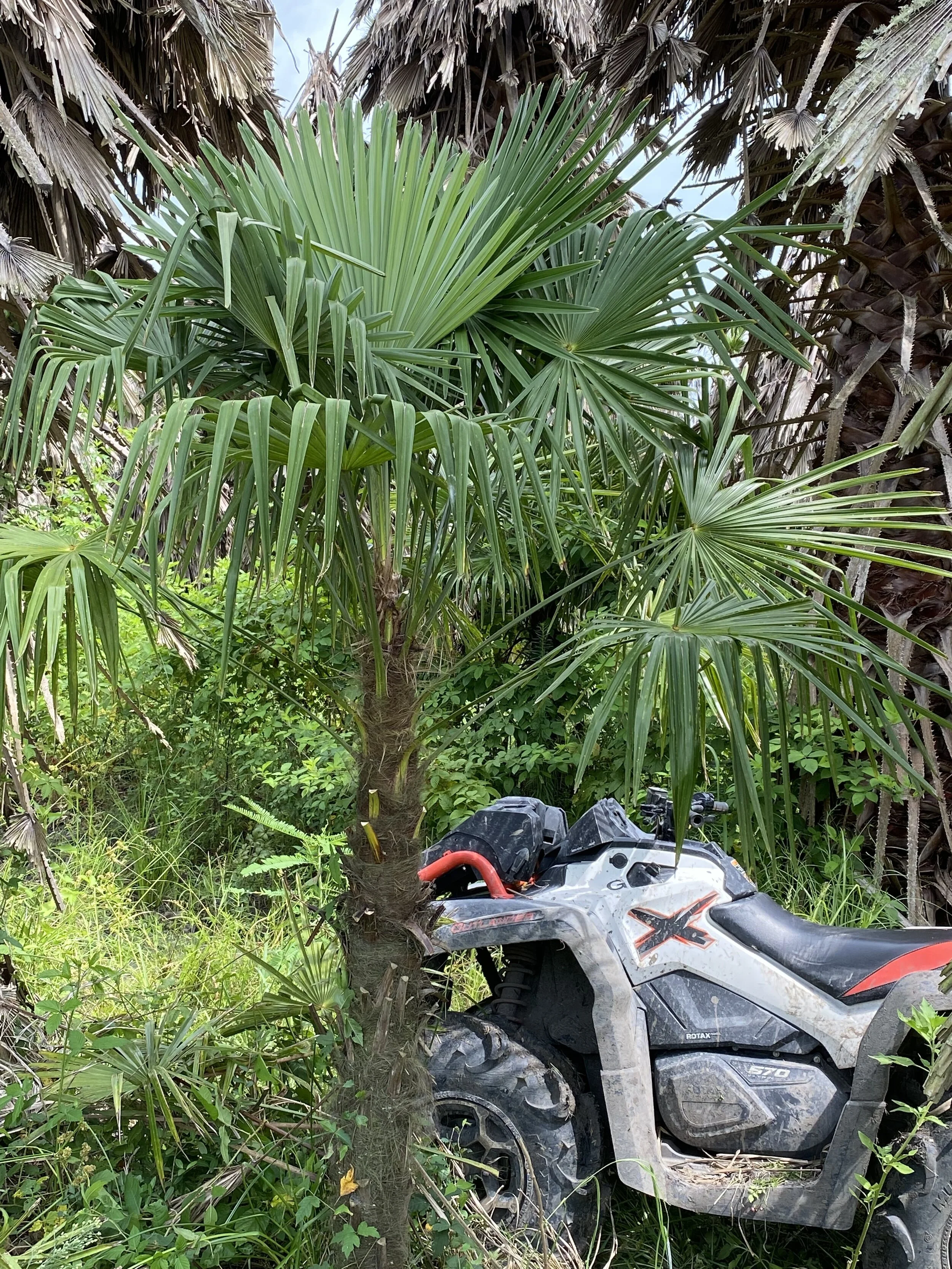 Certified Medjool Date Palms | Certified Zahidi Date Palms | Palm